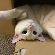 Momoの画像