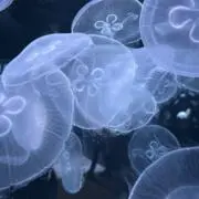 もの画像
