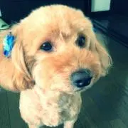コウメの画像
