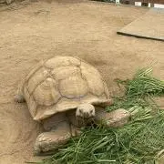 よーちゃん