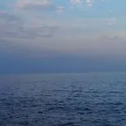 白猫の画像
