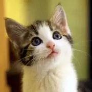 ねこ★の画像