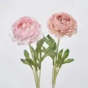 rana*＊※*の画像