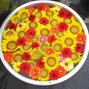 ともぞーの画像