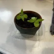 購入前にコメント下さい！の画像