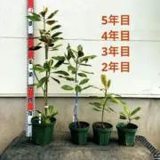 絆っちの画像