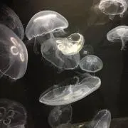 しょこの画像