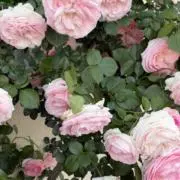 ららの画像