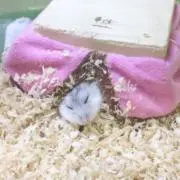 もぐ。の画像