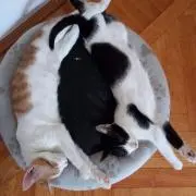 Kの画像