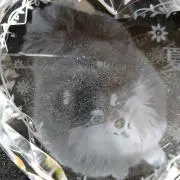 プロフに特典あります　♡さくら♡の画像