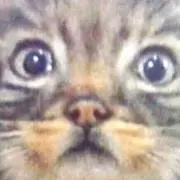 まりもんの画像