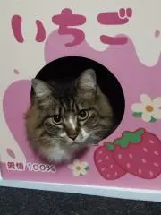 アトムの画像