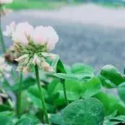 ゆうかの画像