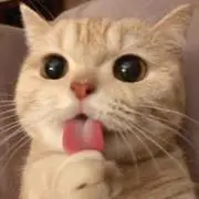 生姜世界の画像