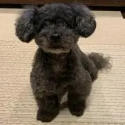 ポニョ