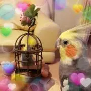 ぽちこの画像