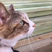 neko baccaの画像