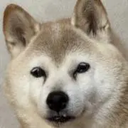 ファゴットファーザーの画像