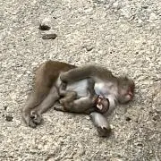 たおの画像