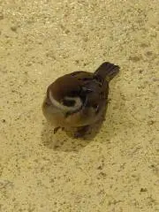 シマウマの画像