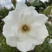 おにぎり
