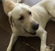 のび太のびのび