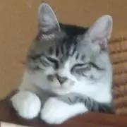 モカ（猫とiQOS）の画像