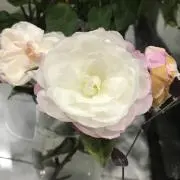 つねこの画像