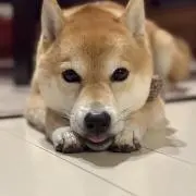 ひなたの画像