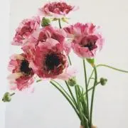 HONOmama☆の画像
