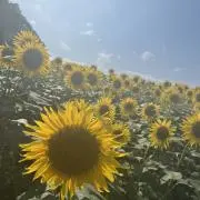 roroの画像
