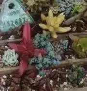 bloom