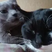 にゃんこママ