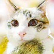 スイートピンク