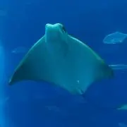 エリー