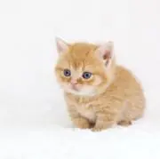 ニャ❤︎の画像
