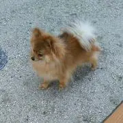 ミキの画像
