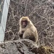 ryuの画像