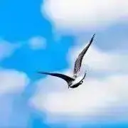 しまの画像