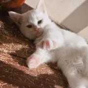 凪