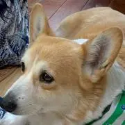 紫の画像