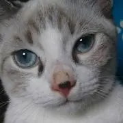 湊