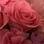 ふなひの画像