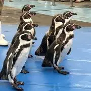さとの画像