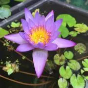 ポニョ