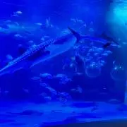 ゆこの画像