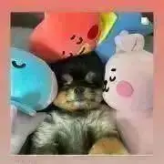 モコモコの画像
