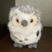 ゆきの画像