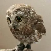ぎんの画像